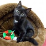 Humane Society of McCormick County Yard Sale