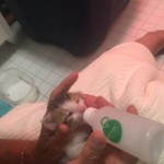 HSMC CAT ADOPTION & MEET AND GREET