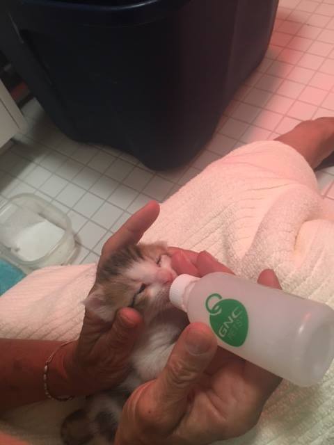 HSMC CAT ADOPTION & MEET AND GREET